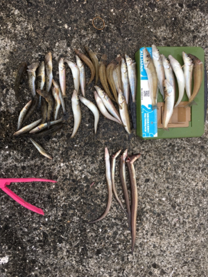 平成最後の落ちキス釣り