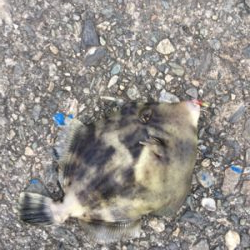 サビキ仕掛けに付餌