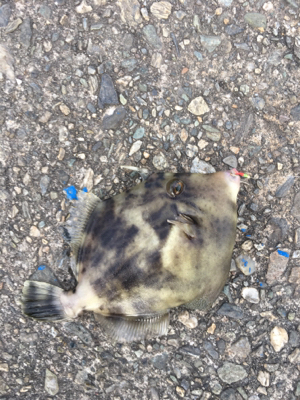 サビキ仕掛けに付餌