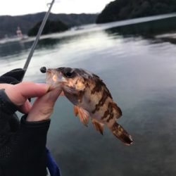 アジを求めて④