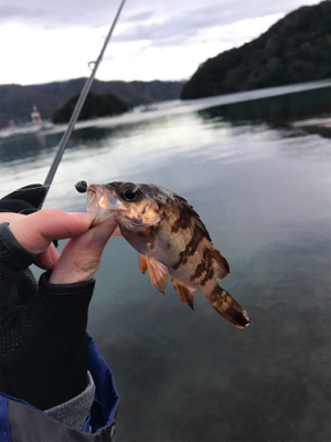 アジを求めて④