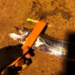 久々のタチウオ釣果！