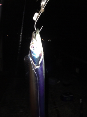 タチウオ まだいけそう