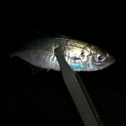 ナイトアジング