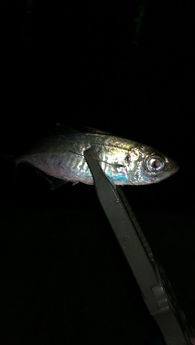 ナイトアジング