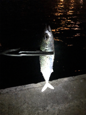 何だかねェ〜サバゲー(´༎ຶོρ༎ຶོ`)