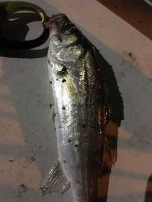 跳ねてるが渋い