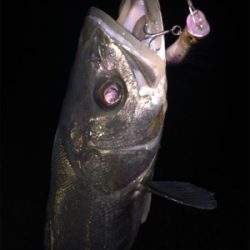 爆風シーバス！