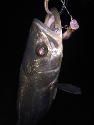 爆風シーバス！