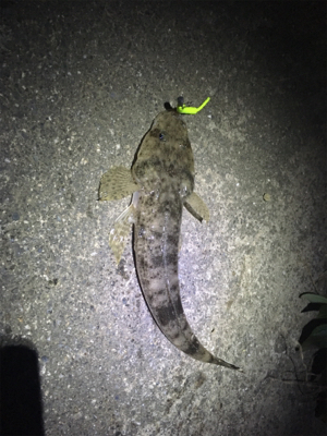 夜釣りでコチ