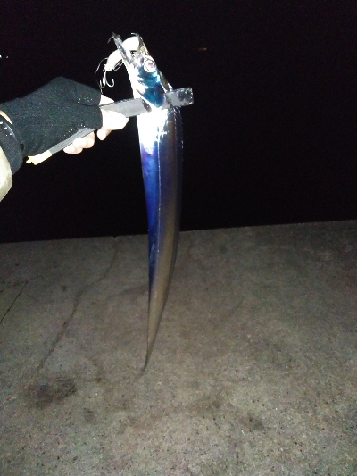 須磨陸っぱりタチウオ、ぎりぎりまだ釣れます…