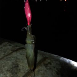 初の80杯オーバー\(^^)/ヒイカ釣り