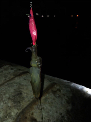 初の80杯オーバー＼(^^)／ヒイカ釣り