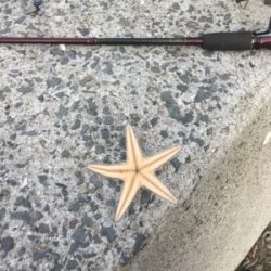 ヒトデのあらし