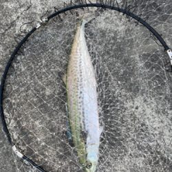 ショアジギから穴子