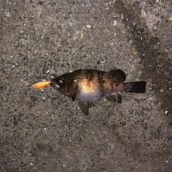 メバルプラッキング！