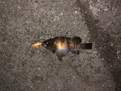 メバルプラッキング！