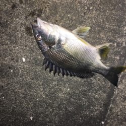 極寒のなか根魚狙い