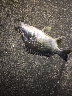 極寒のなか根魚狙い