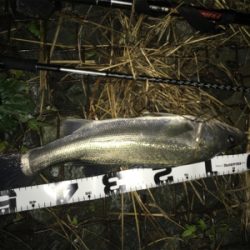 極寒のシーバス