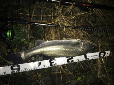 極寒のシーバス