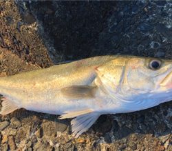 シーバス祭りとクジラもー汗