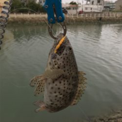 ミーバイ(ハタ)釣り
