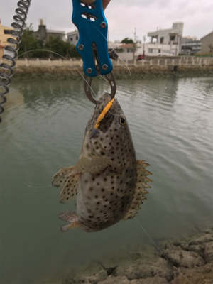 ミーバイ(ハタ)釣り