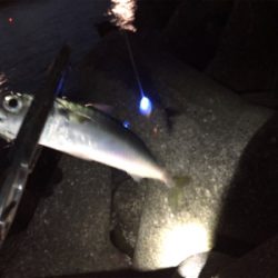 サバ連止まり…(´༎ຶོρ༎ຶོ`)