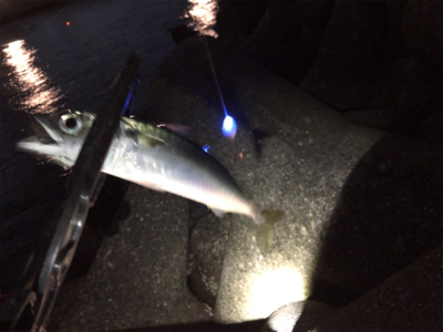 サバ連止まり…(´༎ຶོρ༎ຶོ`)