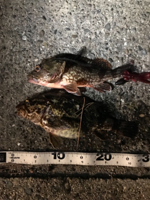 ハードロックフィッシュタックル勝負