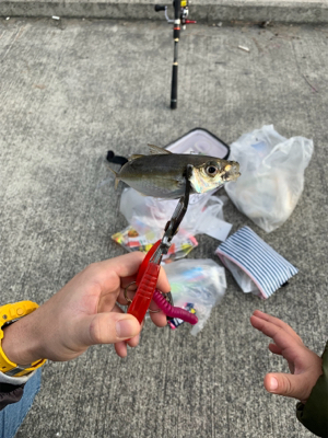 サビキでアジ！