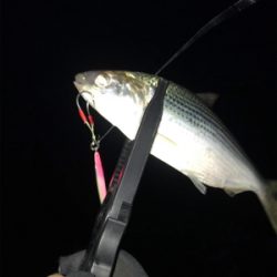 今シーズンはタチウオいつまで（ゲストあり）