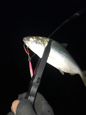 今シーズンはタチウオいつまで（ゲストあり）