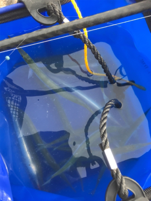 本命坊主 フカセ釣り