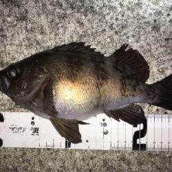 明石周辺メバリング