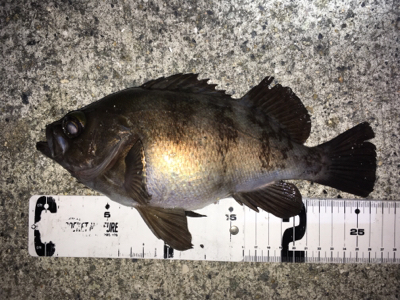 明石周辺メバリング