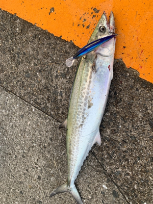 ぷりぷりサゴシ