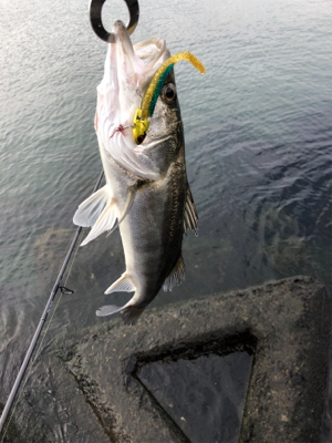 冬のデイシーバス！