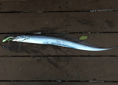 まだまだしぶとく太刀魚狙い