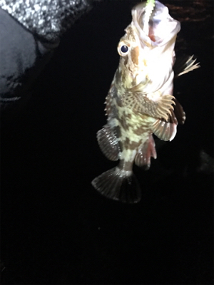 今期4度目神戸沖堤