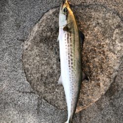 サゴシ ２本 とはならず