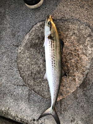 サゴシ ２本 とはならず