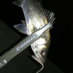 ナイトアジング