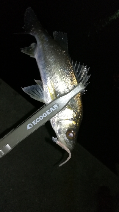 ナイトアジング