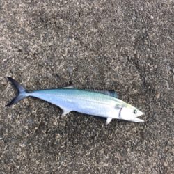 サゴシは大きくなって帰って来ました。