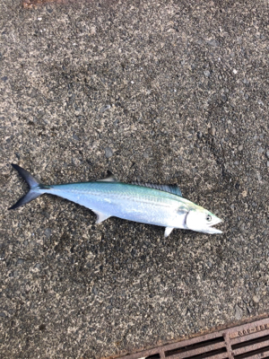 サゴシは大きくなって帰って来ました。