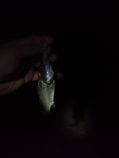 アジングそしてミニシーバス