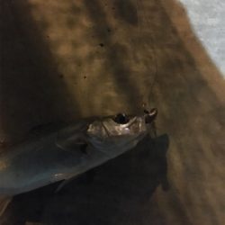 だいぶ渋い。。