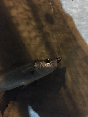 だいぶ渋い。。